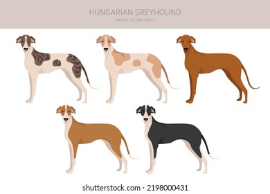 Hungarian Greyhound Clipart Different Poses Coat Stock Vector (Royalty ...