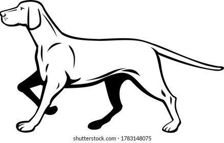 Hungarian or Magyar Vizsla Pointer Dog Walking Stalking Side View Retro Black and White