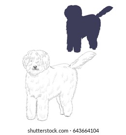 Hungarian sheepdog silhouette and sketch. Hand drawn purebred dog illustration isolated on white background.