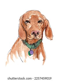 Hungarian vizsla brown dog head portrait watercolor illustration. Isolated vector.