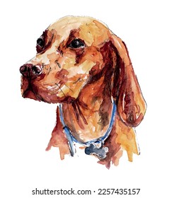 Hungarian Vizsla dog head illustration portrait pet watercolor art. Isolated vector.