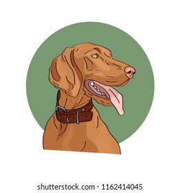 Hungarian vizsla dog. Vector illustration