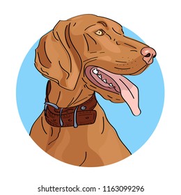 Hungarian vizsla dog. Vector illustration