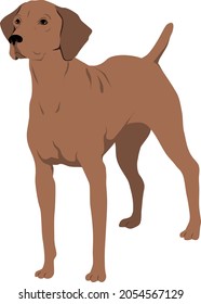  Hungarian Vizsla Vector Illustration Colored