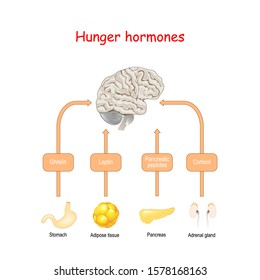 Hunger hormones and Appetite. Cortisol, Pancreatic peptides, Ghrelin, and Leptin. Endocrine glands: Adrenal gland, Stomach, Pancreas, and Adipose tissue. Vector illustration.