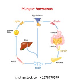 Hunger hormones (Insulin, Ghrelin, Incretin, and Leptin). vector illustration for medical, educational and science use