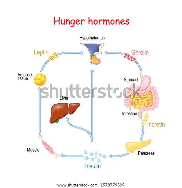 Hunger Hormones Insulin Ghrelin Incretin Leptin Stock Vector (Royalty ...