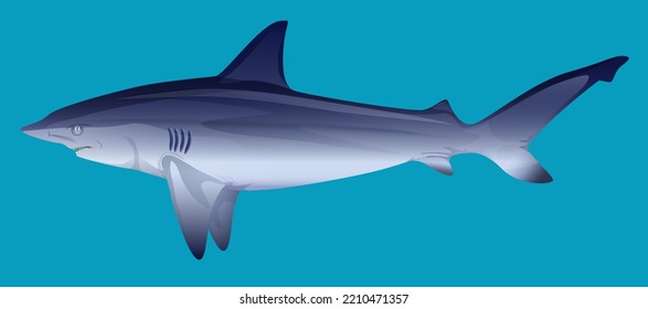 Hungry aggressive and scary shark fish on blue background vector illustration