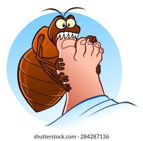 Hungry bedbug biting human`s foot.