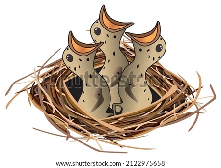 hungry chirping bird chicks at nest vector drawing on isolated white background home or house on tree or box feeding baby just hatch form egg animal element object symbol icon logo nestling concept