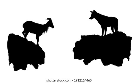 Hungry wolf on cliff, approach to goat on rock vector silhouette illustration isolated on white background. Danger predator alert for animal in wildlife. Smart predator jackal hunting ibex mountain.