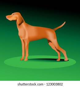 Hunter dog