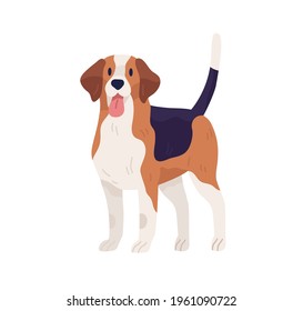 Hunting dog of Beagle breed. Multicolor doggy standing with tongue hanging out. Friendly pet with raised tail. Flat vector illustration isolated on white background