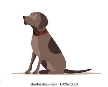 Hunting dog in collar sitting. Side view. Breed canine for seasonal hunt. Domestic animal for duck shooting entertainment. Purebred gundog. Brown doggy pointer isolated on white background