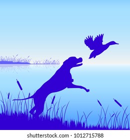 Hunting dog duck chasing