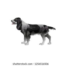 Hunting dog. English springer spaniel stands sideways in full growth. Vector illustration isolated on white background