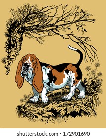 hunting dog in forest, basset hound breed, graphic style vector illustration 