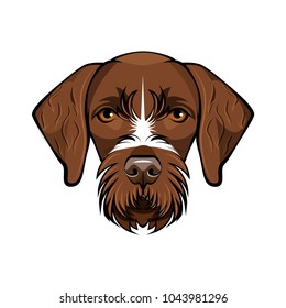 Hunting dog german wirehaired pointer . Vector illustration isolated on white background.