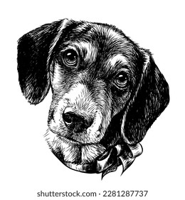 A hunting dog. Graphic, black-and-white portrait of a dog's head in sketch style. Digital vector graphics.