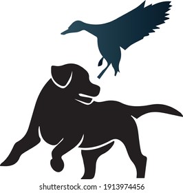 Hunting dog holding a dead duck in it's mouth.
 