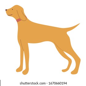 Hunting dog pointer isolated cartoon animal in flat style. Vector purebred for hunt, pedigree hound and retriever puppy. Gundog in collar with beige hair