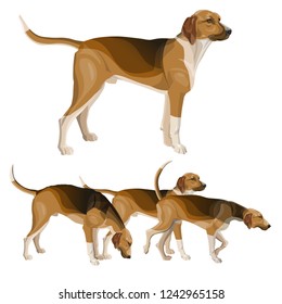 Hunting dog set. Scent hound breed. Vector illustration isolated on white background