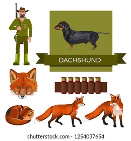 Hunting dog. Set of vector illustration with dachshund, hunter, foxes and cartridge belt on white background