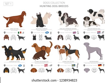 Hunting dogs collection isolated on white. Flat style. Different color and country of origin. Vector illustration