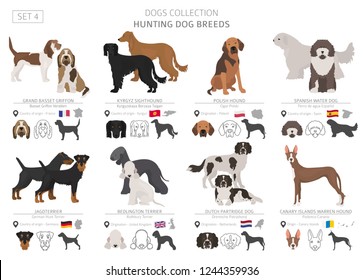 Hunting dogs collection isolated on white. Flat style. Different color and country of origin. Vector illustration