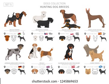 Hunting dogs collection isolated on white. Flat style. Different color and country of origin. Vector illustration