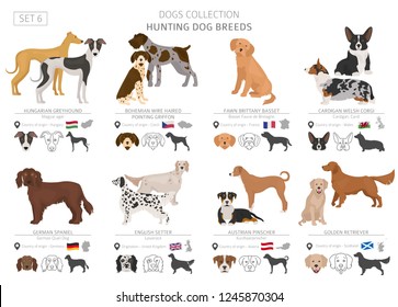 Hunting dogs collection isolated on white. Flat style. Different color and country of origin. Vector illustration