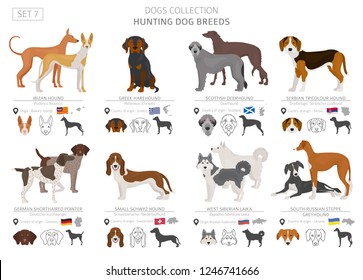 Hunting dogs collection isolated on white. Flat style. Different color and country of origin. Vector illustration