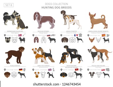 Hunting dogs collection isolated on white. Flat style. Different color and country of origin. Vector illustration