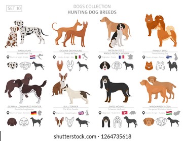 Hunting dogs collection isolated on white. Flat style. Different color and country of origin. Vector illustration