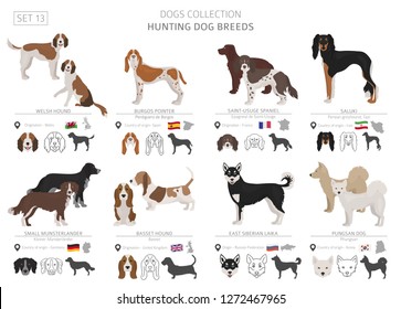 Hunting dogs collection isolated on white. Flat style. Different color and country of origin. Vector illustration