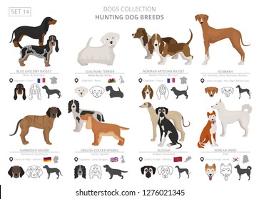 Hunting dogs collection isolated on white. Flat style. Different color and country of origin. Vector illustration