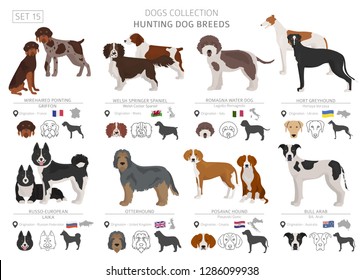 Hunting dogs collection isolated on white. Flat style. Different color and country of origin. Vector illustration