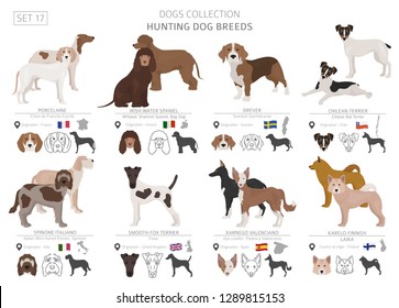 Hunting dogs collection isolated on white. Flat style. Different color and country of origin. Vector illustration