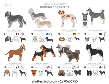 Hunting dogs collection isolated on white. Flat style. Different color and country of origin. Vector illustration