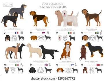 Hunting dogs collection isolated on white. Flat style. Different color and country of origin. Vector illustration