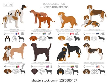 Hunting dogs collection isolated on white. Flat style. Different color and country of origin. Vector illustration