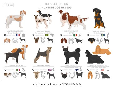 Hunting dogs collection isolated on white. Flat style. Different color and country of origin. Vector illustration