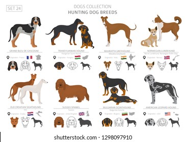 Hunting dogs collection isolated on white. Flat style. Different color and country of origin. Vector illustration