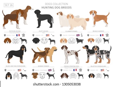 Hunting dogs collection isolated on white. Flat style. Different color and country of origin. Vector illustration