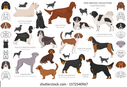 Hunting dogs collection isolated on white clipart. Flat style. Different color, portraits and silhouettes. Vector illustration