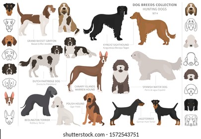 Hunting dogs collection isolated on white clipart. Flat style. Different color, portraits and silhouettes. Vector illustration