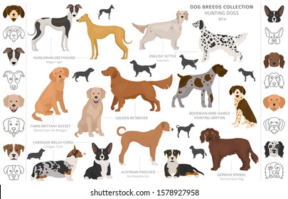 Hunting dogs collection isolated on white clipart. Flat style. Different color, portraits and silhouettes. Vector illustration