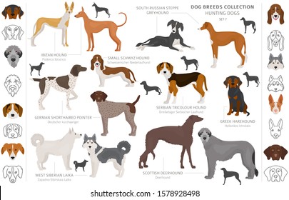 Hunting dogs collection isolated on white clipart. Flat style. Different color, portraits and silhouettes. Vector illustration