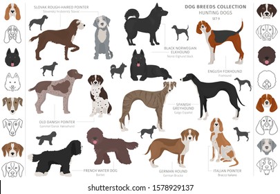 Hunting dogs collection isolated on white clipart. Flat style. Different color, portraits and silhouettes. Vector illustration