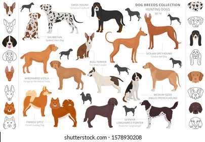 Hunting dogs collection isolated on white clipart. Flat style. Different color, portraits and silhouettes. Vector illustration